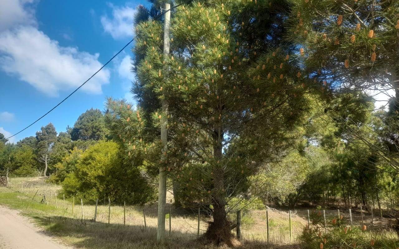 CALLE 27 (AV. ALMTE. BROWN) Lote 4 Y 5 2