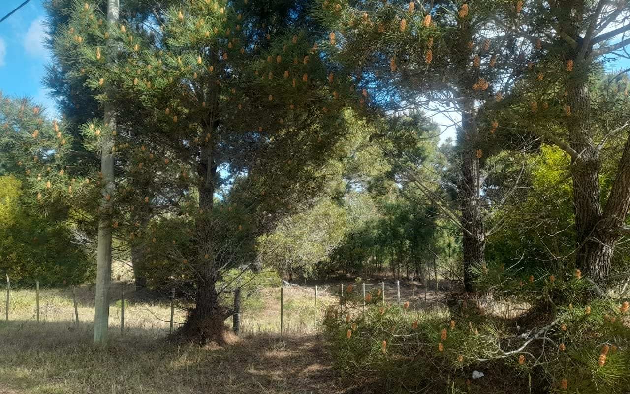 CALLE 27 (AV. ALMTE. BROWN) Lote 4 Y 5 3