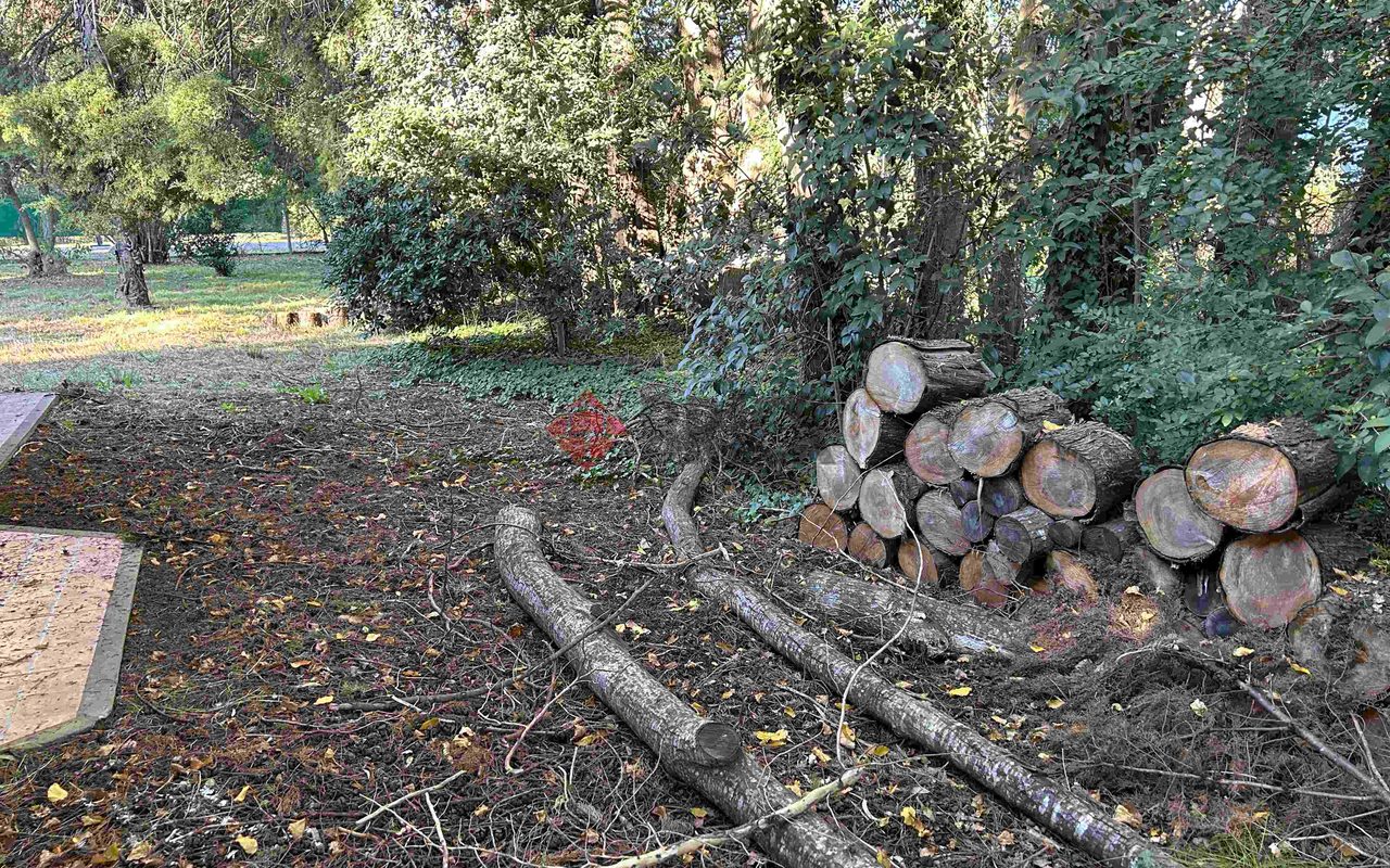 LA GOLONDRINA Y LA PATRIA 15