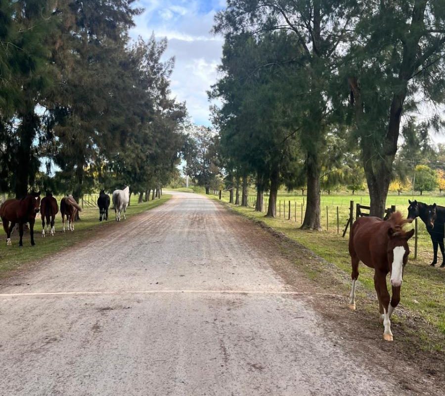 DEL VALLE, ARISTOBULO al 1300 Lote N° 9 19